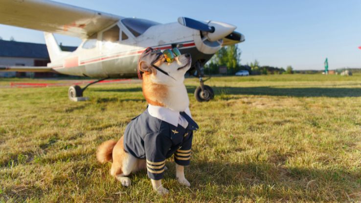 funny-photo-of-the-shiba-inu-dog-in-a-pilot-suit-at-the-airport